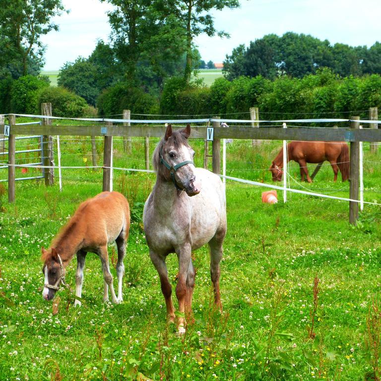 Gite Et Relais Equestre De Marie Tours-en-Vimeu Kültér fotó