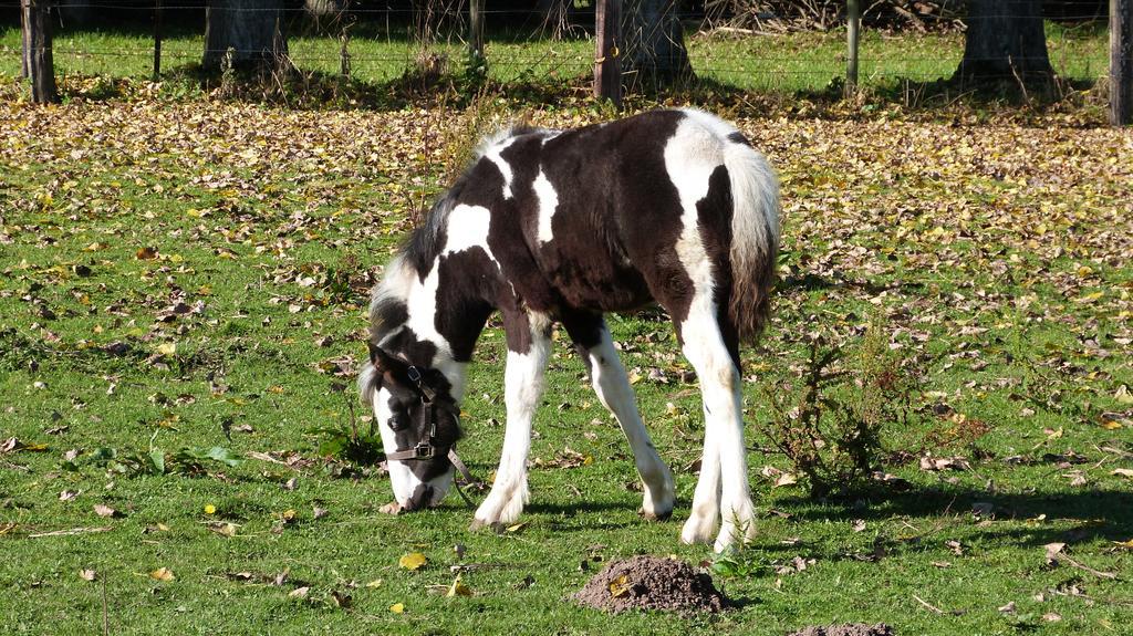 Gite Et Relais Equestre De Marie Tours-en-Vimeu Kültér fotó