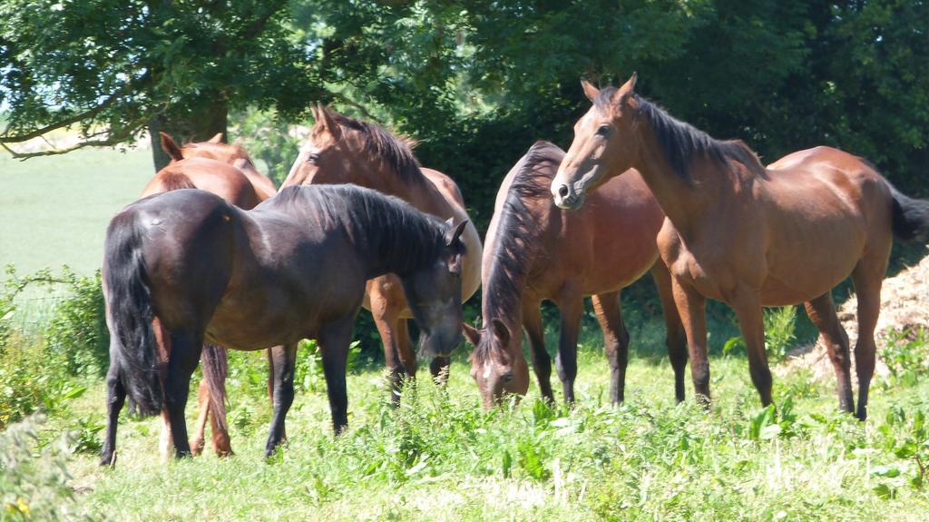 Gite Et Relais Equestre De Marie Tours-en-Vimeu Szoba fotó