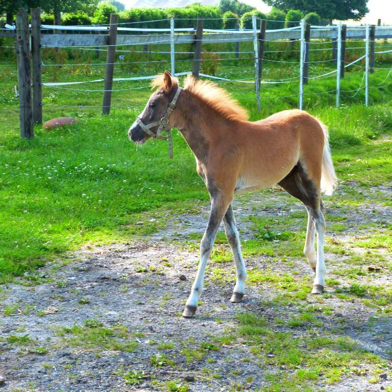 Gite Et Relais Equestre De Marie Tours-en-Vimeu Kültér fotó