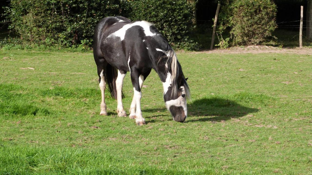 Gite Et Relais Equestre De Marie Tours-en-Vimeu Kültér fotó